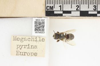 Media type: image;   Entomology 799257 Aspect: labels